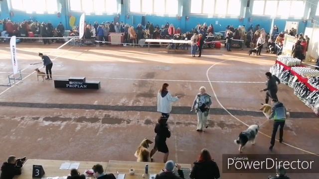 Республиканская выставка собак (выставка пастушьих и скотогонных собак, лаек, шпицев и прототипов) смотреть онлайн
