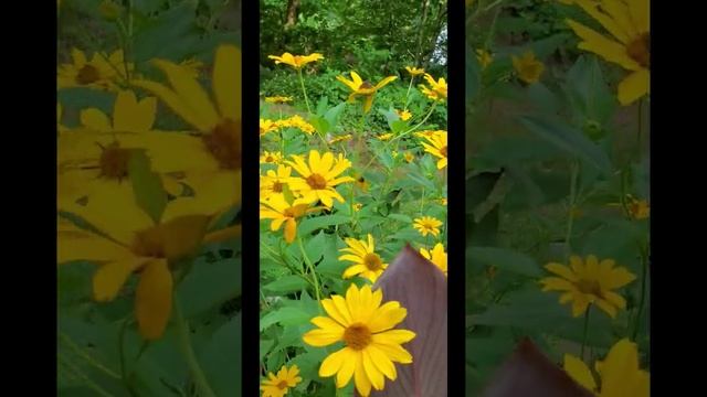 Hardy perrenial to add in your garden is the False Sunflower Heliopsis Helianthoides смотреть онлайн