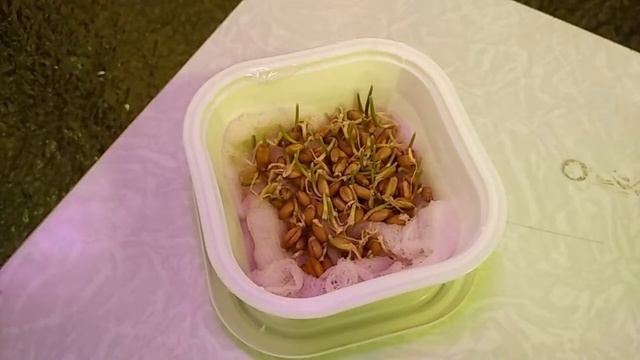 Пшеница. Прорастание под светом LED-ламп белого, синего и красного цветов смотреть онлайн