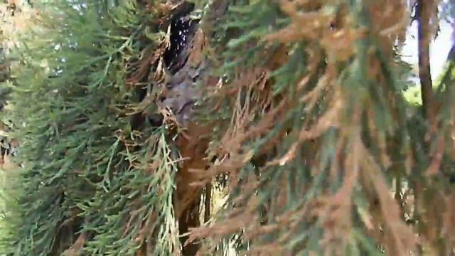 Sequoiadendron Giganteum 'Pendulum'