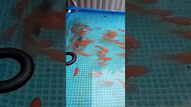 Золотые рыбки и карп Кои #Shorts смотреть онлайн
