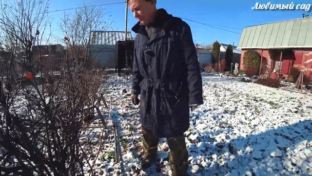 Как подготовить кусты смородины и крыжовника к зиме. Любимый сад смотреть онлайн