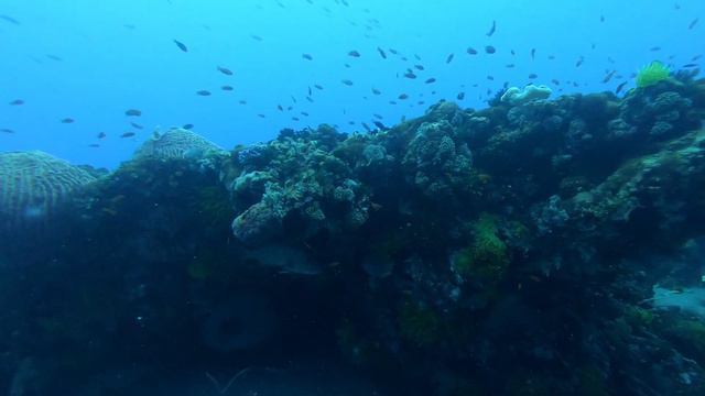Apo island Coconut point diving смотреть онлайн
