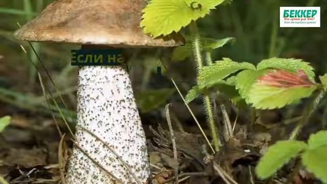 Грибная радуга: что, как и когда можно посадить на дачном участке смотреть онлайн