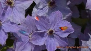 Клематис крупноцветковый Скайфолл (clematis skyfall) ? обзор: как сажать, саженцы клематиса Скайфол