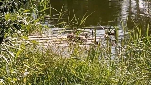 Асмр близкий шепот, звуки природы, звуки леса, пение птиц, асмр медитация | Asmr close whisper смотреть онлайн