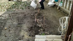 ЧЕМ И КОГДА ОБРАБАТЫВАЮТ ВИНОГРАД. Открываем виноград после зимы.