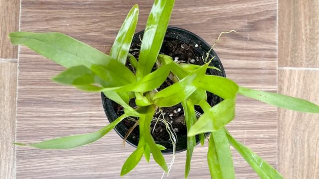 Flower Orchid Oncidium, Beautiful is like flock butterflies indoor смотреть онлайн