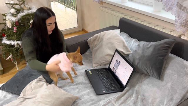 Реакция Бони на звуки и видео TV для собак смотреть онлайн