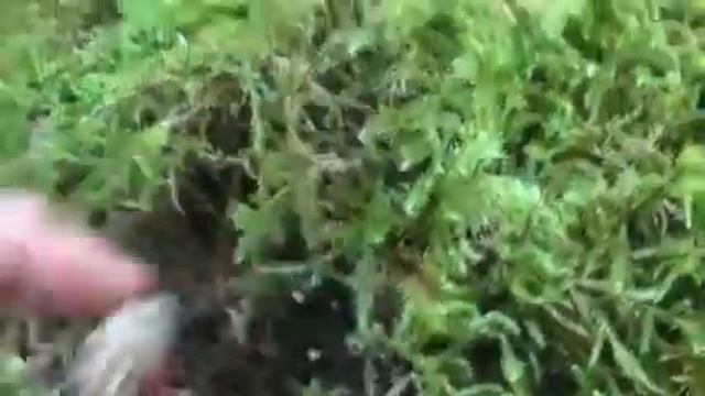 Fresh coral mushroom wild edible смотреть онлайн