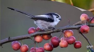 Голоса птиц: длиннохвостая синица, или ополовник