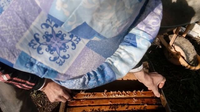 Сегодня на пасеке.24 января 2021 г. Проверка после морозов. Пчелы пошли на воду. смотреть онлайн