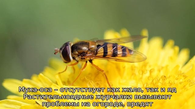 Муха похожая на осу смотреть онлайн