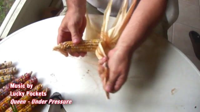 Growing and Harvesting Glass Gem Corn смотреть онлайн
