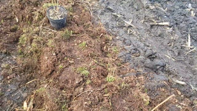 4K. Посадка лохини. Весна 2021