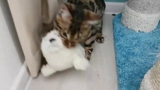 Тюлень или кот, кто выйграет? Читайте описание смотреть онлайн