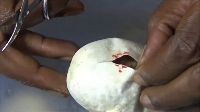 Another Egg Cutting.....Ups and Downs of Ball Python Breeding смотреть онлайн