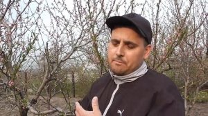 Когда обрезать персик???