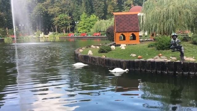 Белые лебеди на пруду ныряют под воду смотреть онлайн