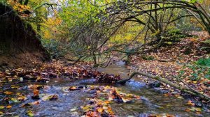 Звуки природы, журчание ручья. Звук ручья - это расслабляющие целебные звуки природы. Природа. Ручей