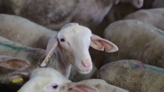 ЧТО ТАКОЕ РАСТИТЕЛЬНОЕ ПИТАНИЕ? смотреть онлайн