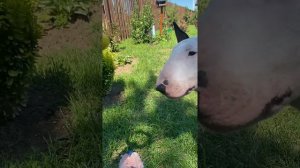 А ну-ка отними! 😉🤗 Как забрать игрушку у #бультерьера ☝🏻😉 #bullterrier#dog#games#игра#с#собакой