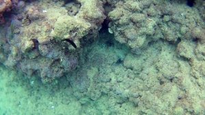 Рыба-бабочка, скорпена, морской ерш, Средиземное море,  İncekum