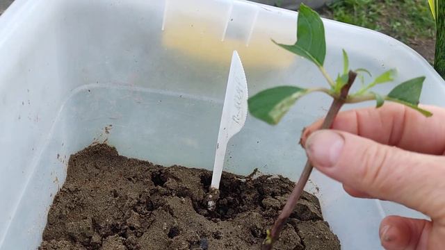 Заканчиваю пересадку метельчатой гортензии🌿 смотреть онлайн