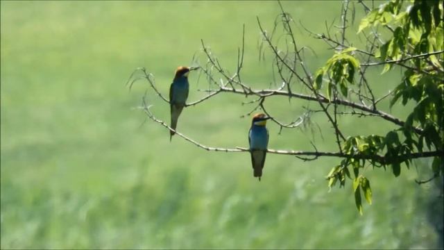 Зимородок Alcedo atthis kingfisher смотреть онлайн