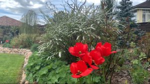 Прогулка по саду с названиями растений