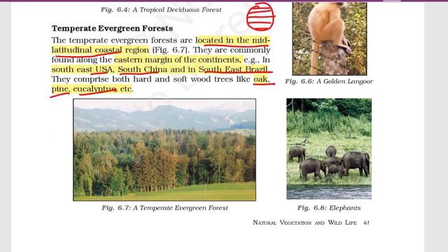 Natural Vegetation and Wildlife - Chapter 6 Geography NCERT class 7 смотреть онлайн
