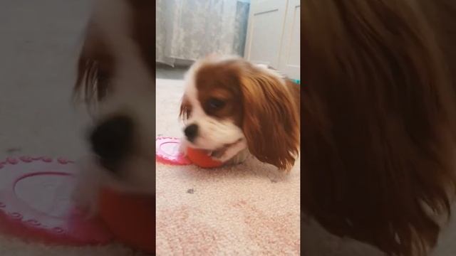 Спаниель Лори кушает в кафе смотреть онлайн