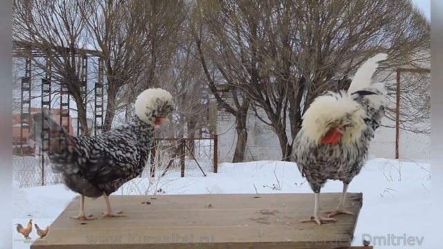 #Алтайская_Бентамка #Altai_Bantam #Chickens 2019 Barnaul , Altai смотреть онлайн