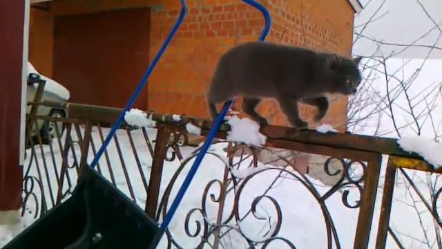 Мопс VS Ризеншнауцера. И судья кошка!!! смотреть онлайн
