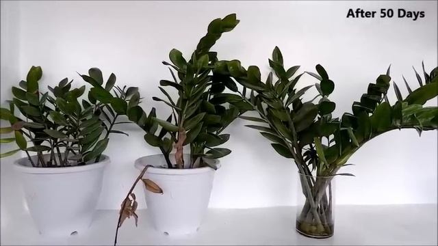 How To Grow And Care ZZ Plant (Zanzibar Gem) For Indoor Decor In Plastic Pots And Glass Vase