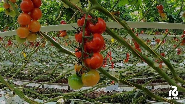 СЕМЕНА ТОМАТОВ - БРИОЗО РЦ F1 / BRIOSO RZ F1 смотреть онлайн