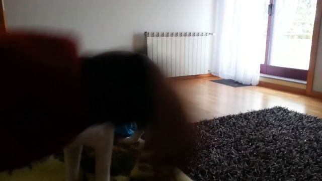 khao manee playing like a dog. смотреть онлайн