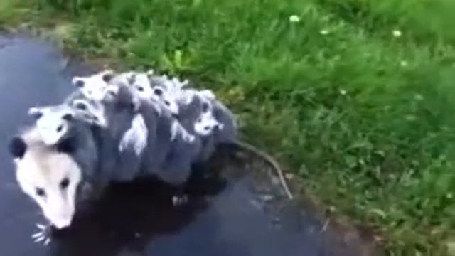 Мама опоссум перевозит на себе 15 детей смотреть онлайн