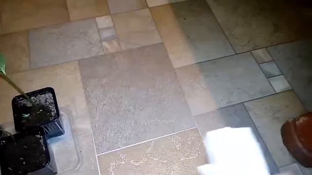 Вытягивается рассада - поможем