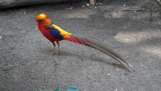 Фазаны Этих Видов Самые Необычные в Мире смотреть онлайн