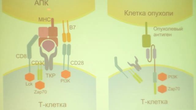Сергей Артурович Недоспасов - Имунологические аспекты медицины будущего смотреть онлайн