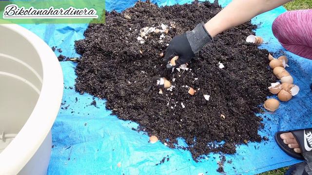 Repotting Calamansi in a bigger Pot | Bikolanahardinera #repotting #calamansi #citrus смотреть онлайн