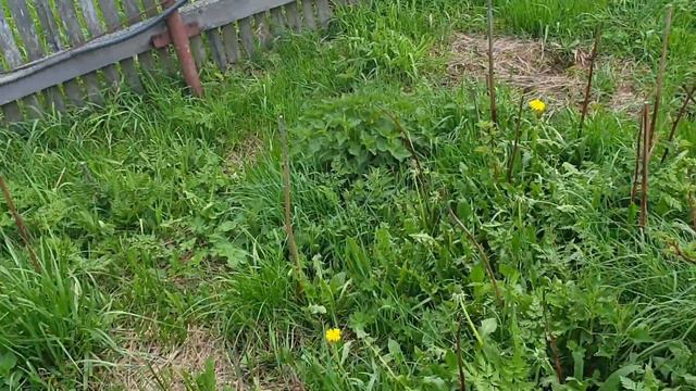 Наши выходные/наши плодовые деревья/Плодовые кустарники/Обзор участка в начале лета