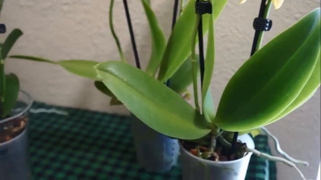 Orchid - Variegated Phal Sogo Vivien + 2 Fragrant Orchids | Orchid Haul at Trader Joe's смотреть онлайн