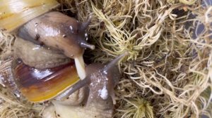 КАК РАЗМНОЖАЮТСЯ УЛИТКИ? | СПАРИВАНИЕ 2Х ВИДОВ УЛИТОК | ФУЛИКА РОДАЦИЯ И ФУЛИКА СТАНДАРТ