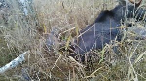 Дратхаар Идея работа по лосю