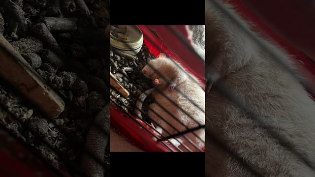 В память о моем Ккумчаю, который сейчас радостно бегает по радуге и живет в сырном доме 🐁✨🩷 смотреть онлайн