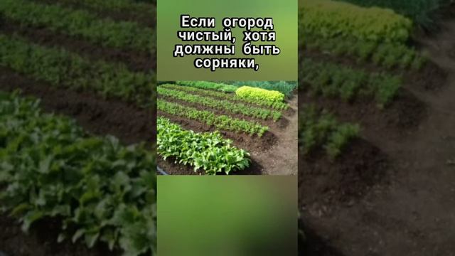 Кто следит за порядком? смотреть онлайн