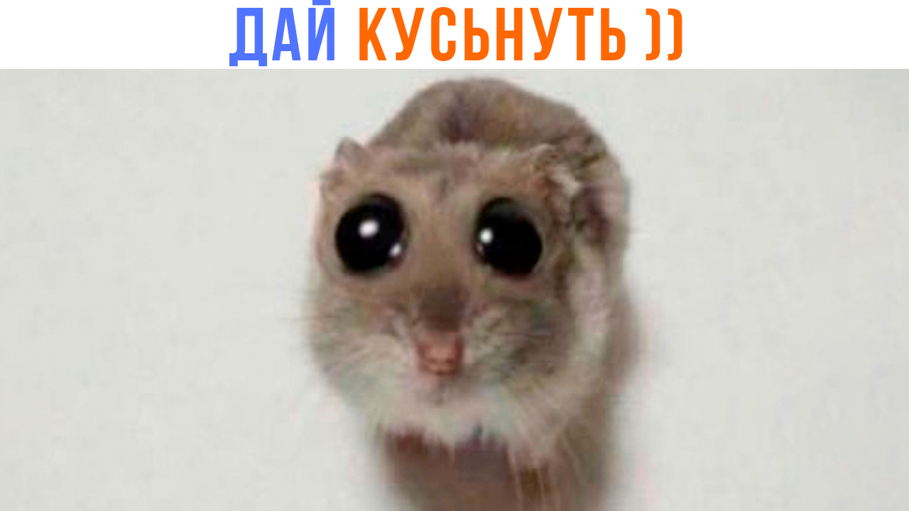 ДАЙ КУСЬНУТЬ ПЖ ))) | Приколы | Мемозг 1406