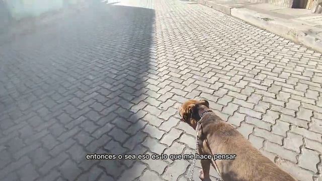 🤔Como saber si mi pitbull es puro? - que tipo de pitbull es mi perro?🤯 #perrospoderosos смотреть онлайн